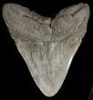 Heavy, Fossil Megalodon Tooth - South Carolina #38720-2
